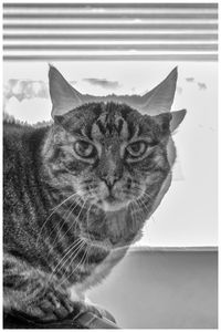 Close-up of cat