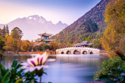 Flowers blooming against lake and mountains