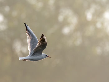 Low angle view of seagull flying
