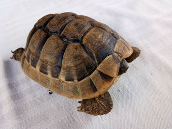 High angle view of tortoise on table