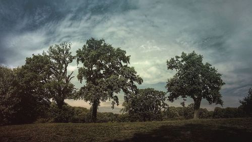 Trees on field against sky