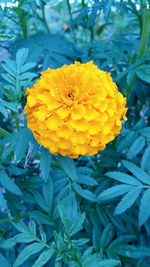 Close-up of yellow flowers blooming outdoors