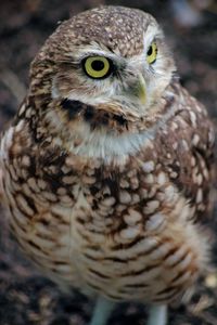 Close-up portrait of owl