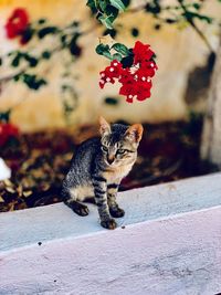 Cat on red flowering plant