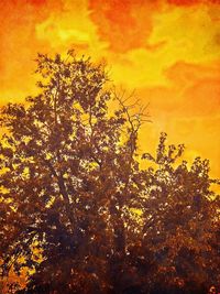 Low angle view of flowering tree against orange sky