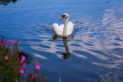 Swan swimming in lake