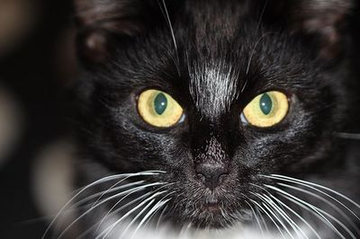 Close-up portrait of cat