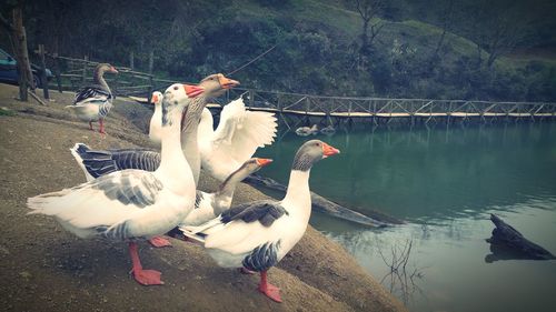 Birds in water