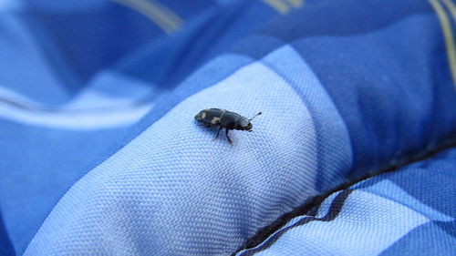 High angle view of insect on bed