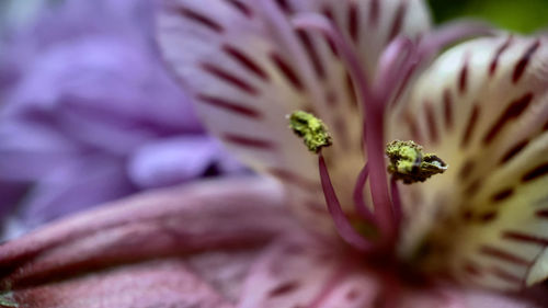 Macro shot of purple flowering plant