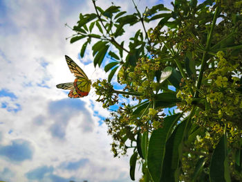 Low angle view of butterfly on plant against sky