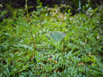 Butterfly on plant