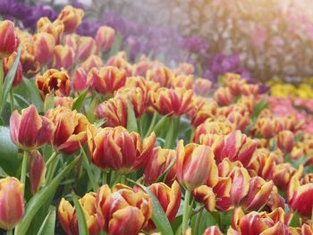 Close-up of multi colored flowers