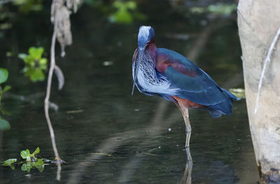 Bird in lake