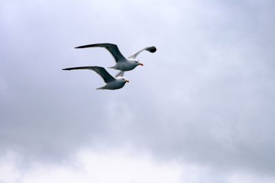 Low angle view of seagulls flying in sky