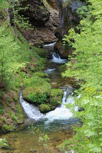 Scenic view of waterfall in forest