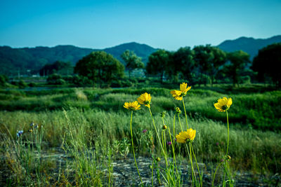 Yellow flowering plants on field against sky