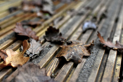 High angle view of wood