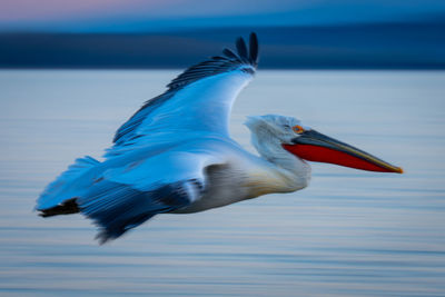 Close-up of pelican