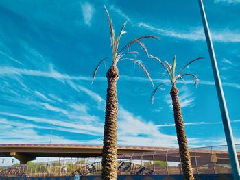 Low angle view of palm tree against blue sky