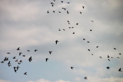 Low angle view of birds flying against sky