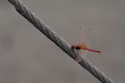 Close-up of insect