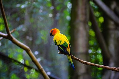 Bird perching on a branch