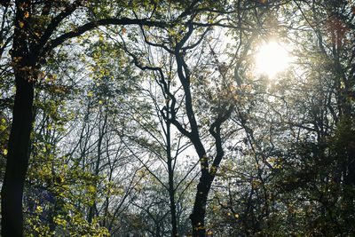 Low angle view of trees against sky