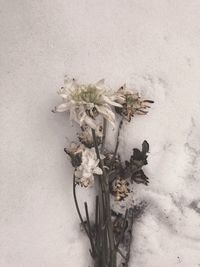 Close-up of wilted flowers