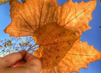 Low angle view of maple leaf against blue sky