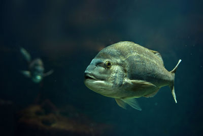 Fish swimming in sea