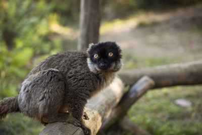 Portrait of monkey sitting on tree