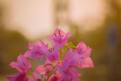 Close-up of pink flowering plant