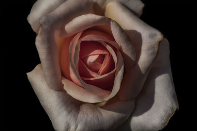 Close-up of hand holding rose against black background