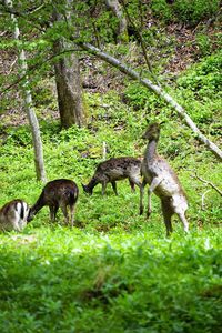 Deer on field against trees