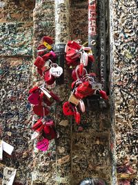 Close-up of red flowers against wall