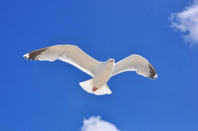 Low angle view of seagulls flying against sky