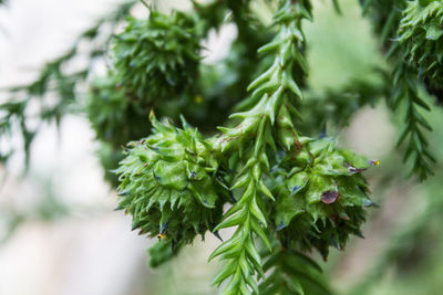 Close-up of pine tree