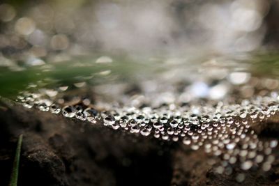 Close-up of water drops on leaf