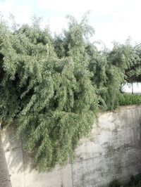 Close-up of tree against sky