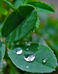 Close-up of water drops on leaf