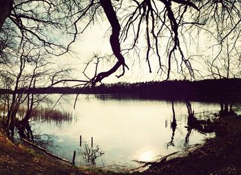 Bare trees by calm lake at sunset