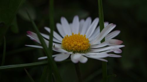 Close-up of white flower blooming outdoors
