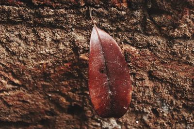 Close-up of red leaf on tree trunk