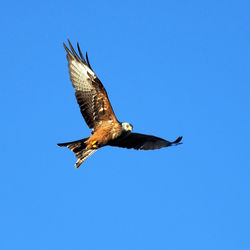 Low angle view of bird flying against clear blue sky