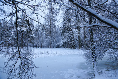 Bare trees on snow covered land