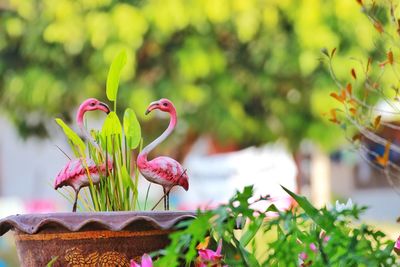 Close-up of pink flowering plant