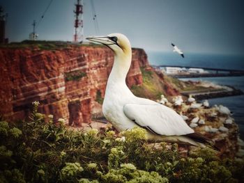 Seagull perching on a rock against sky