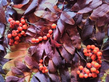 Full frame shot of berries