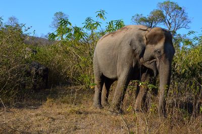 Low angle view of elephant on landscape against clear sky